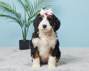 Andre Mini Bernadoodle